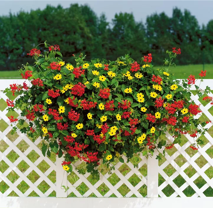 Bunter Balkon Sonnenkisterl