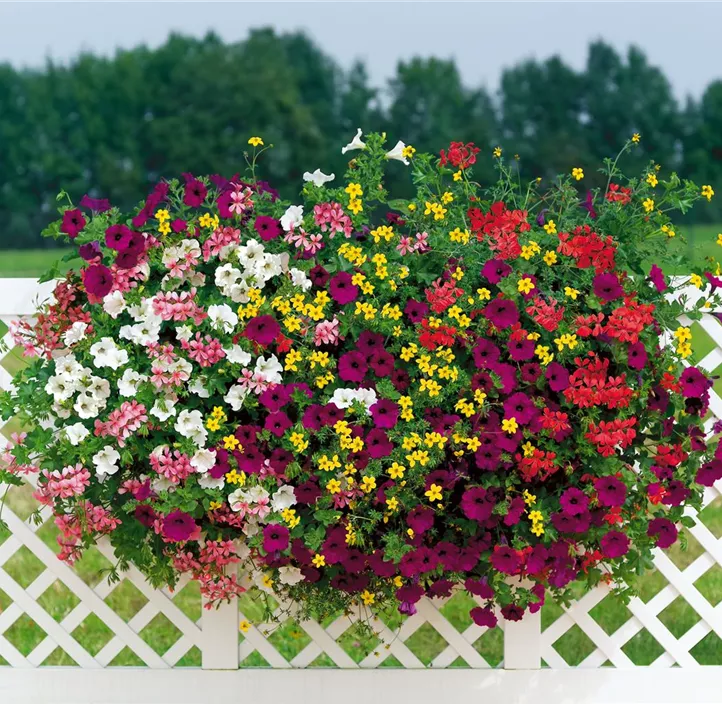 Bunter Balkon Surprise