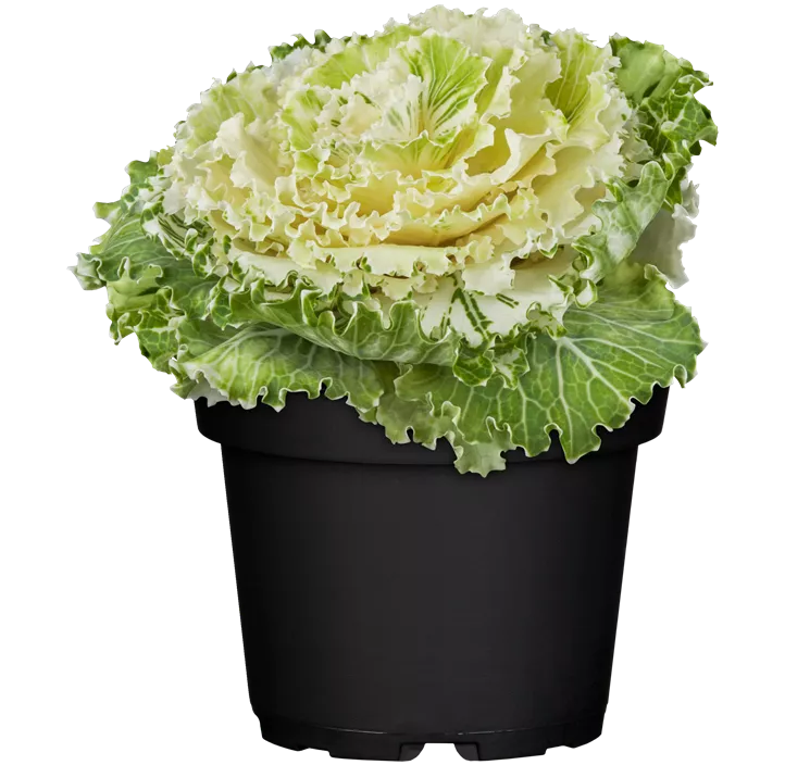 Zierkohl
