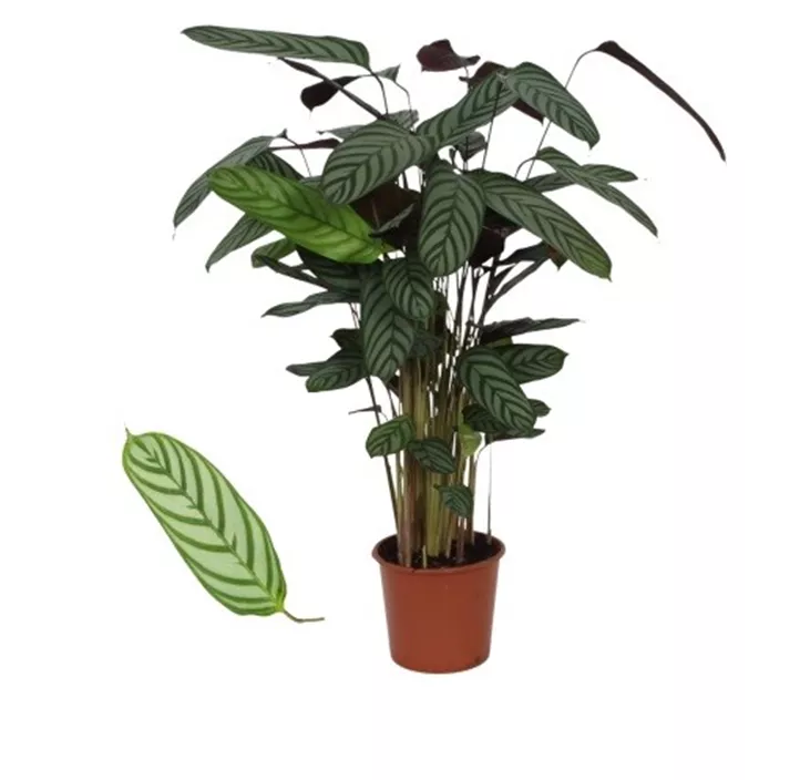 Korbmaranthe 'Compact Star'