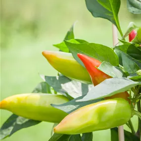 Capsicum annuum
