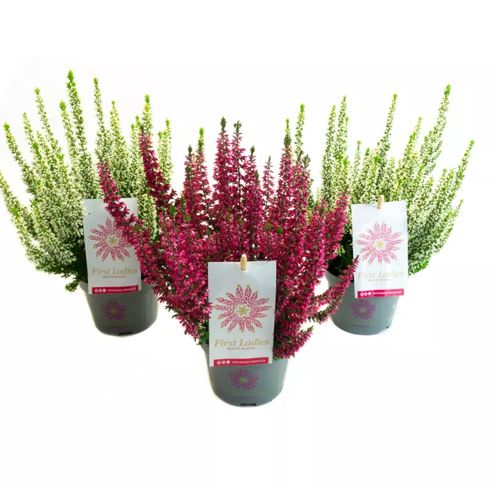 Knospenblüherheide Beauty Ladies® 'First Ladies'