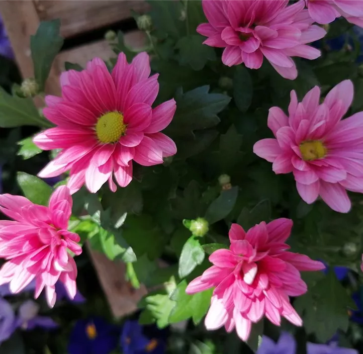 Chrysantheme 'Classic Purple'