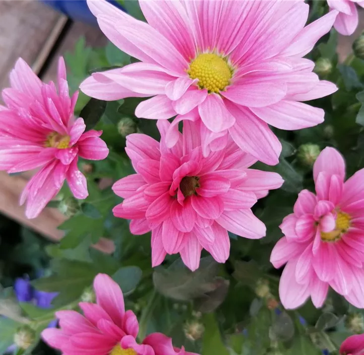 Chrysantheme 'Classic Purple'