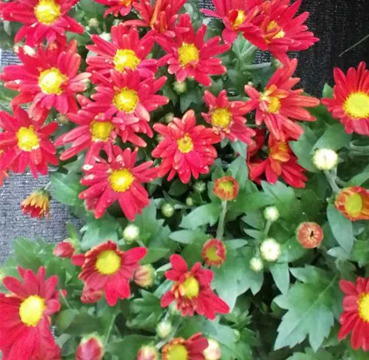 Chrysantheme 'Classic Red'