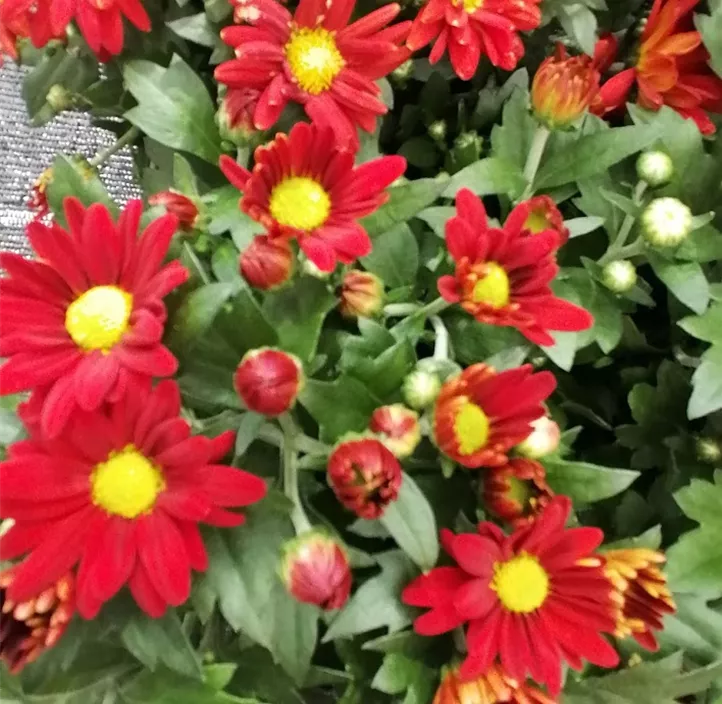 Chrysantheme 'Classic Red'