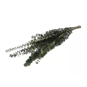 Eukalyptus Baby Bund