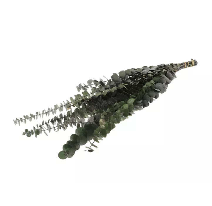 Eukalyptus Baby Bund