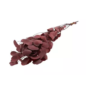 Eukalyptus Populus Bund