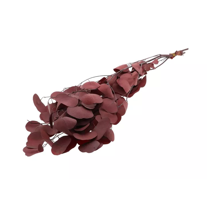 Eukalyptus Populus Bund