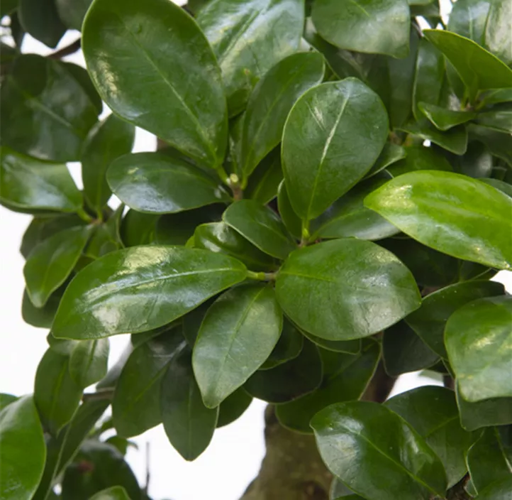 Chinesische Feige 'Ginseng'