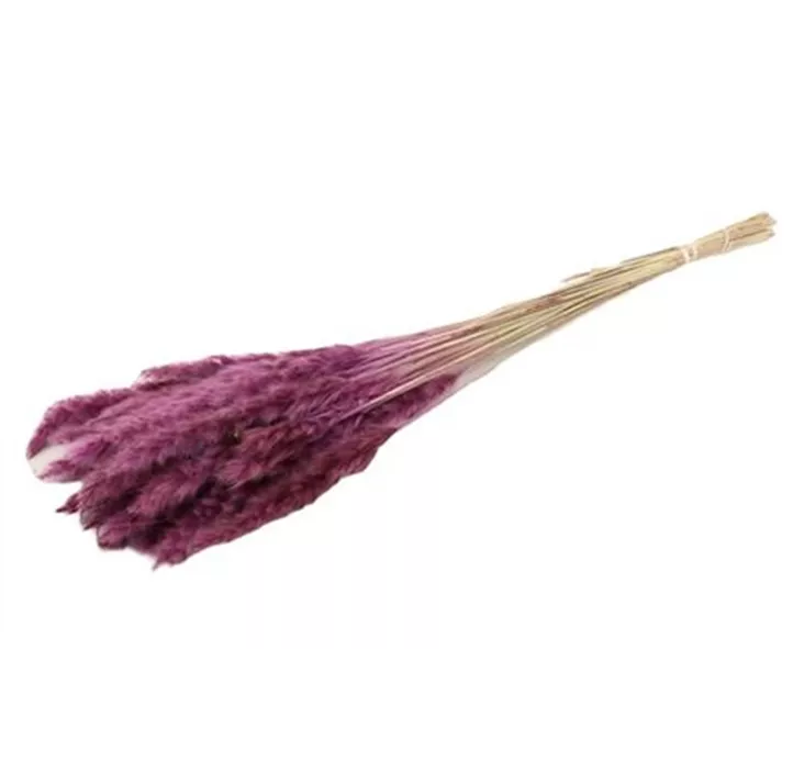 Fluffy Pampas getütet