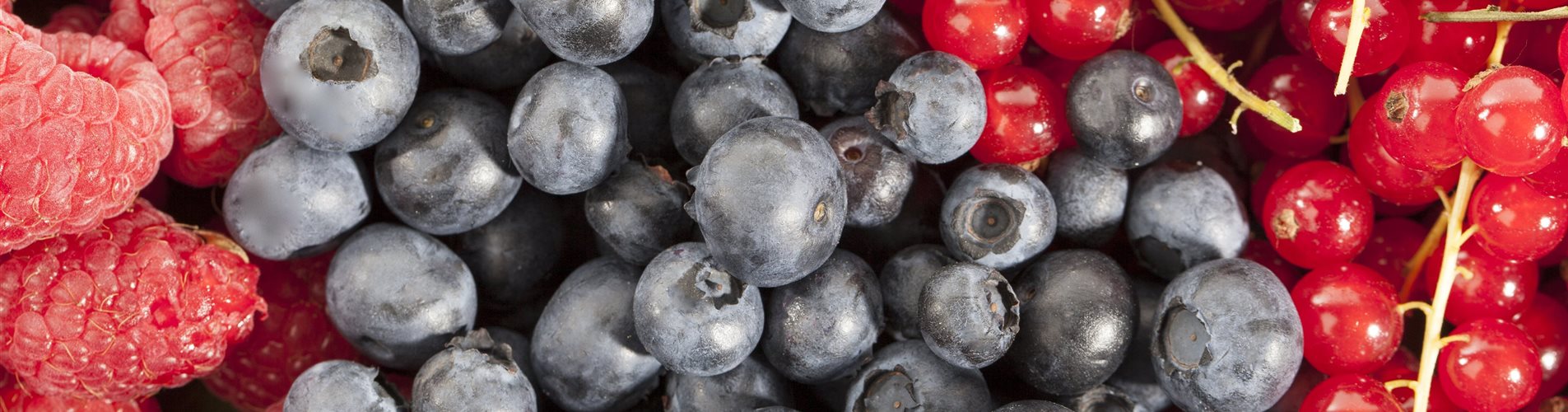 Rubus idaeus, Vaccinium corymbosum, Ribes rubrum Rubus idaeus, Vaccinium corymbosum, Ribes rubrum
