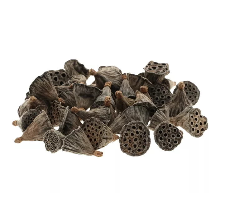 Lotus Mini 50Stk Pck.