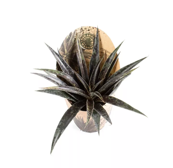 Mangave 'Pineapple Express'