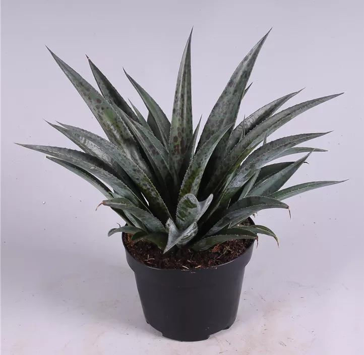 Mangave 'Pineapple Express'