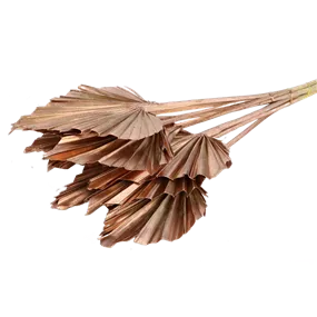 Palmspeer 10 Stk/Pkg.