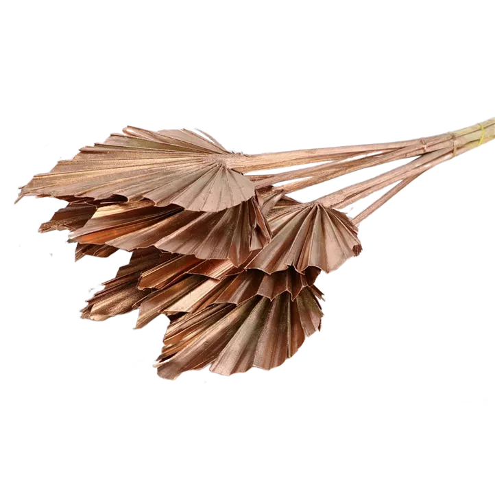 Palmspeer 10 Stk/Pkg.