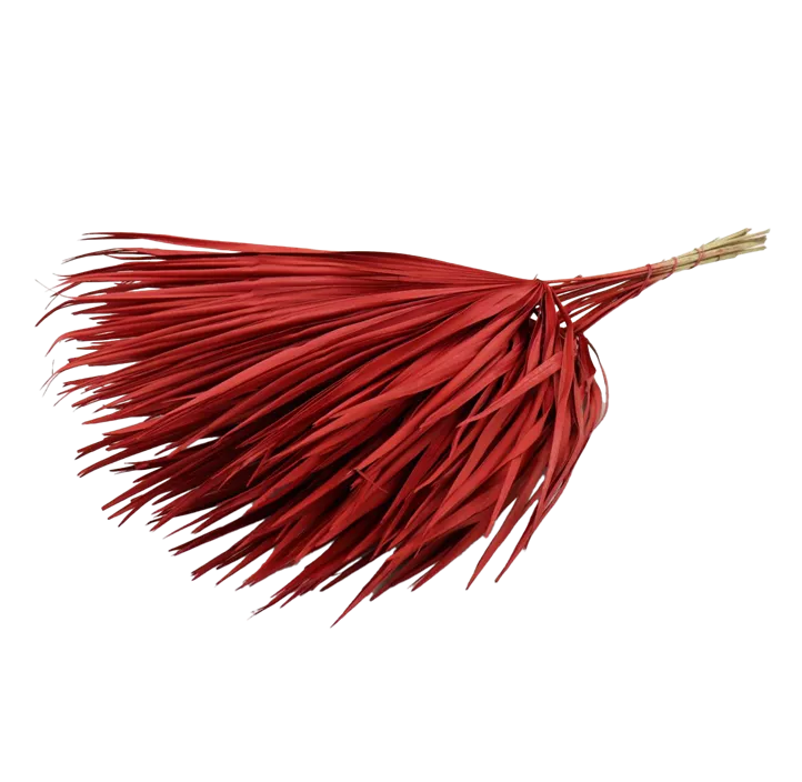 Palmblatt Chamerops 10Stk Bd.