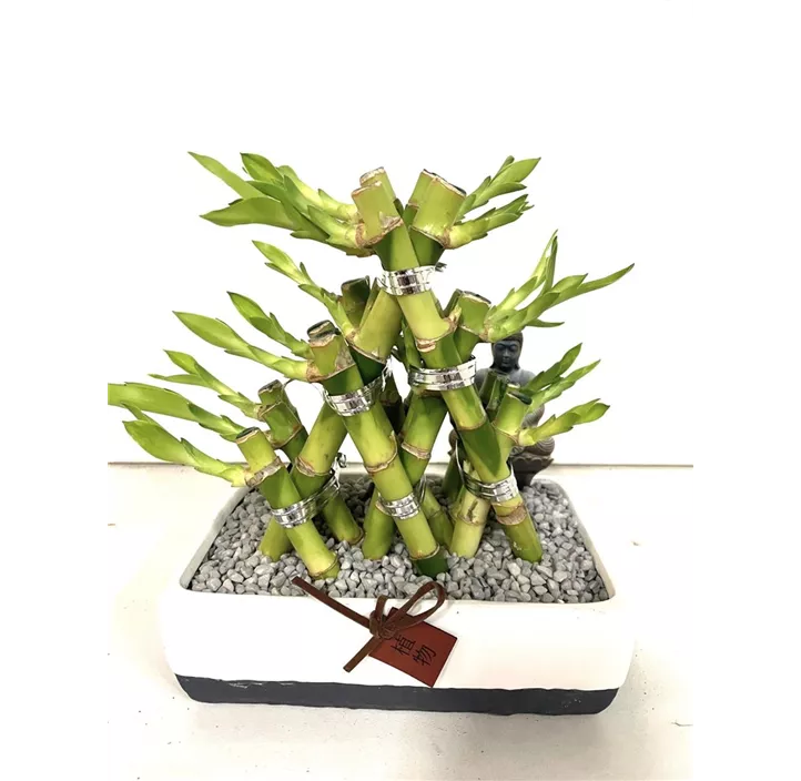 Set Lucky Bamboo in Keramik 'China'