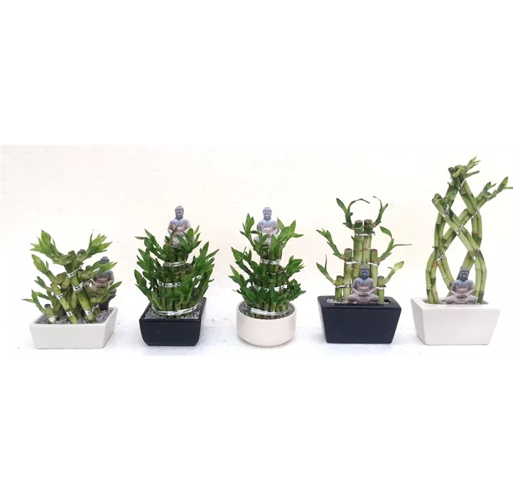 Set Lucky Bamboo in Keramik Schwarz-Weiß Mix