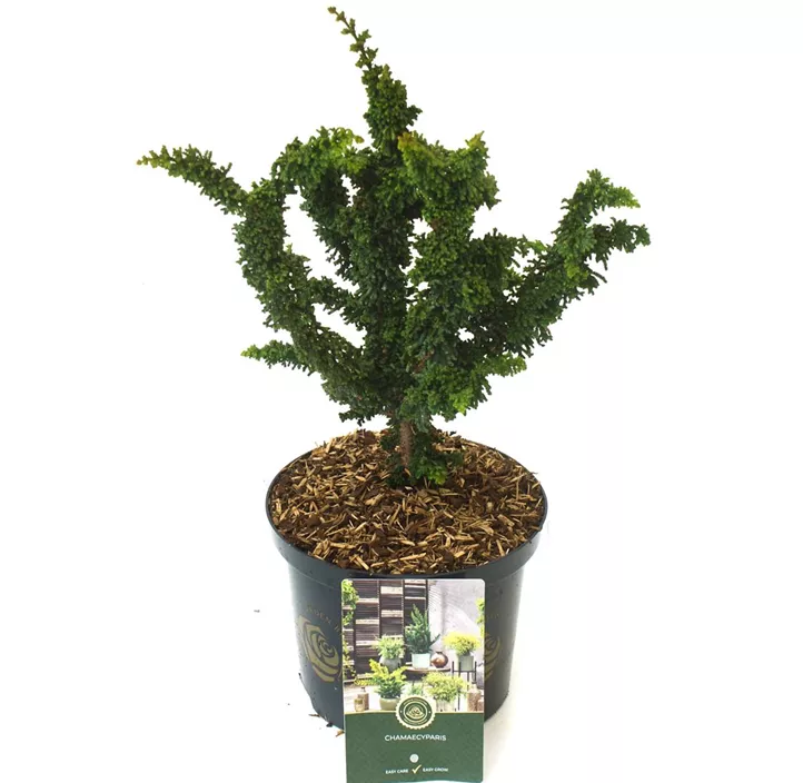 Hinoki-Scheinzypresse 'Chirimen'