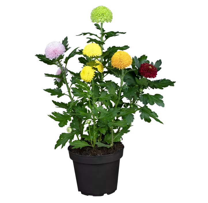 Chrysantheme 'Flowerpops'