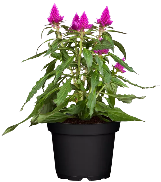 Celosia argentea Deep Purple Caracas, Silber-Brandschopf 'Deep Purple  Caracas' - Bellaflora