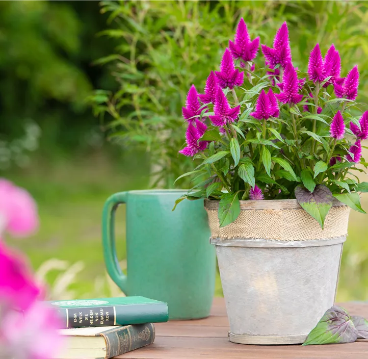 Silber-Brandschopf 'Deep Purple Caracas'