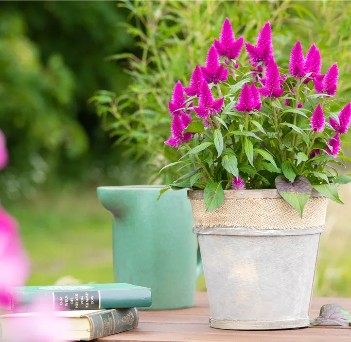 Silber-Brandschopf 'Deep Purple Caracas'