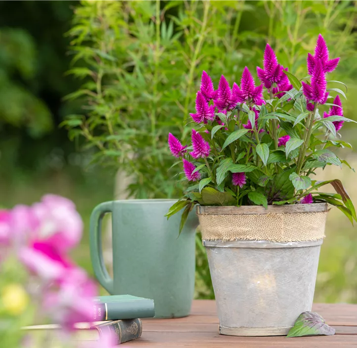 Silber-Brandschopf 'Deep Purple Caracas'