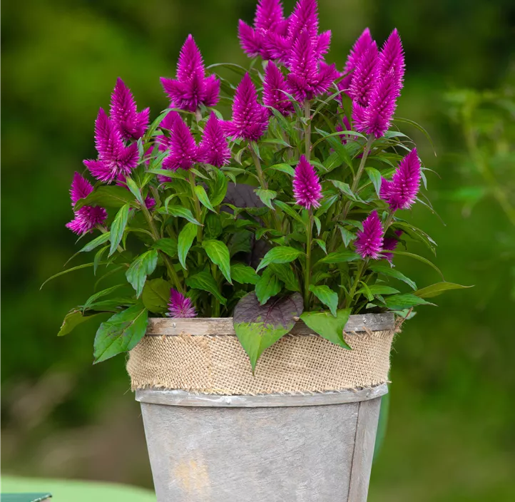 Silber-Brandschopf 'Deep Purple Caracas'