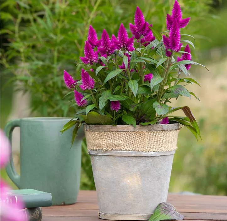 Silber-Brandschopf 'Deep Purple Caracas'