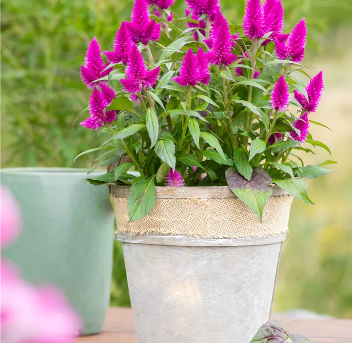 Silber-Brandschopf 'Deep Purple Caracas'