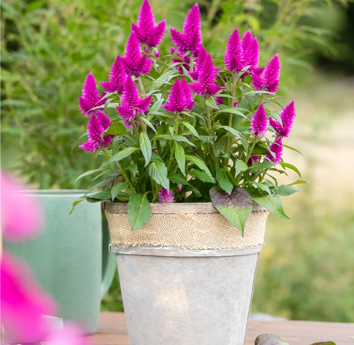 Silber-Brandschopf 'Deep Purple Caracas'