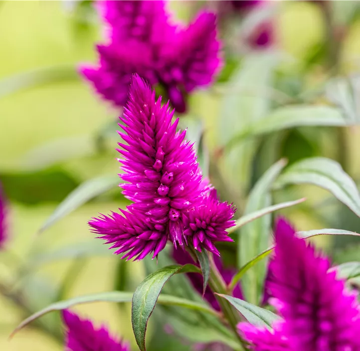 Silber-Brandschopf 'Deep Purple Caracas'