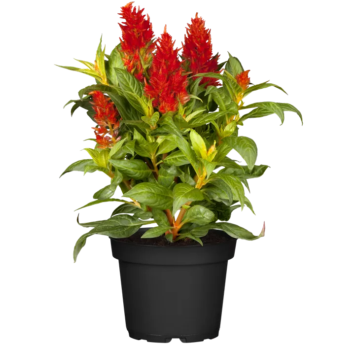 Silber-Brandschopf 'Kelos Fire Red'