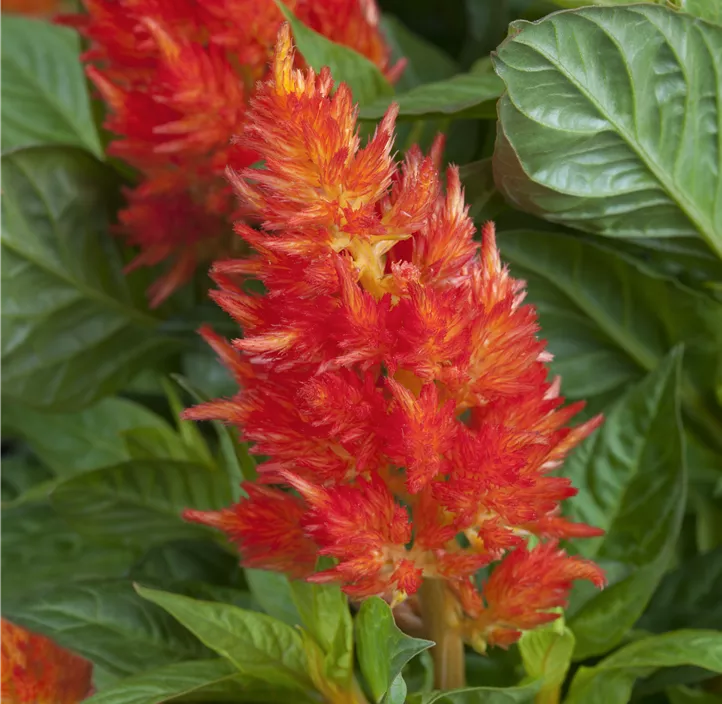 Silber-Brandschopf 'Kelos Fire Red'