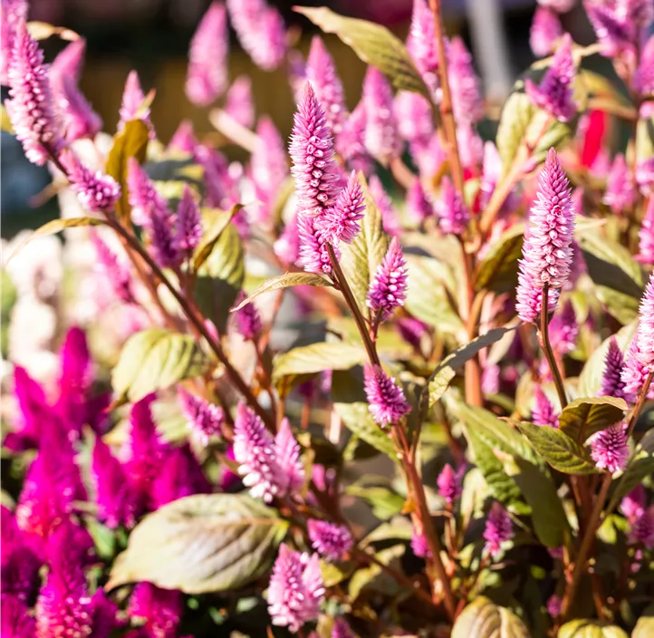 Federbusch 'Wild Pink'