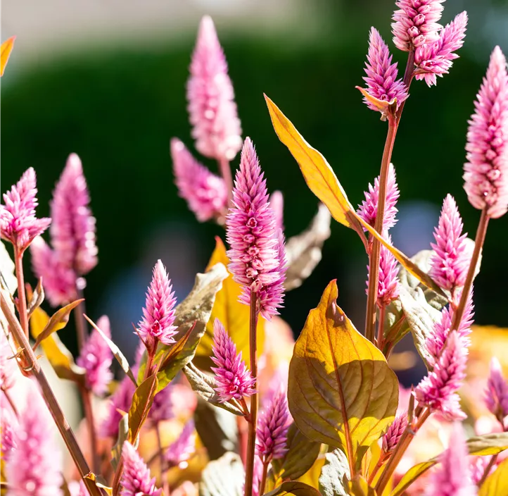 Federbusch 'Wild Pink'