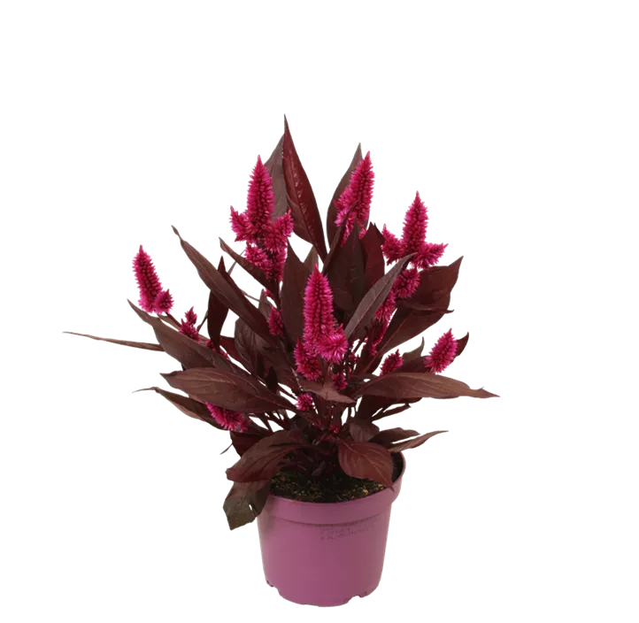 Hahnenkamm 'Dark Shade'