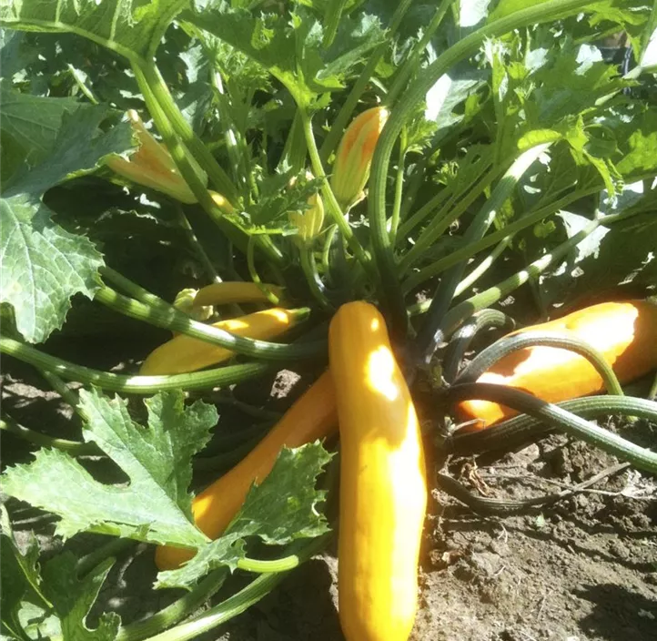 Zucchini gelb