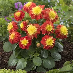 Dahlia Hybride Gardenetta Fireball
