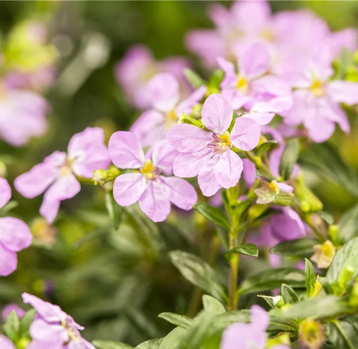 Köcherblume 'Floriglory® Trio'
