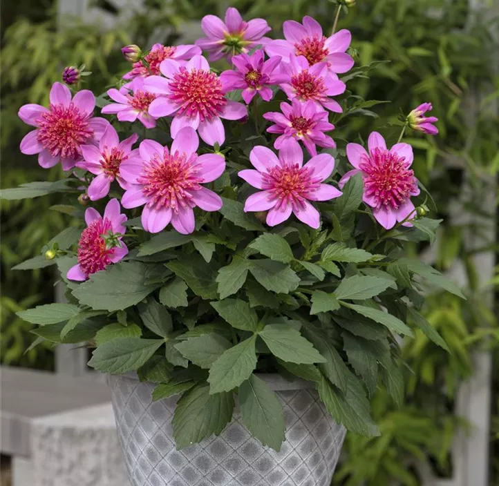 Dahlie DALAYA® Maxi 'Starburst Pink'