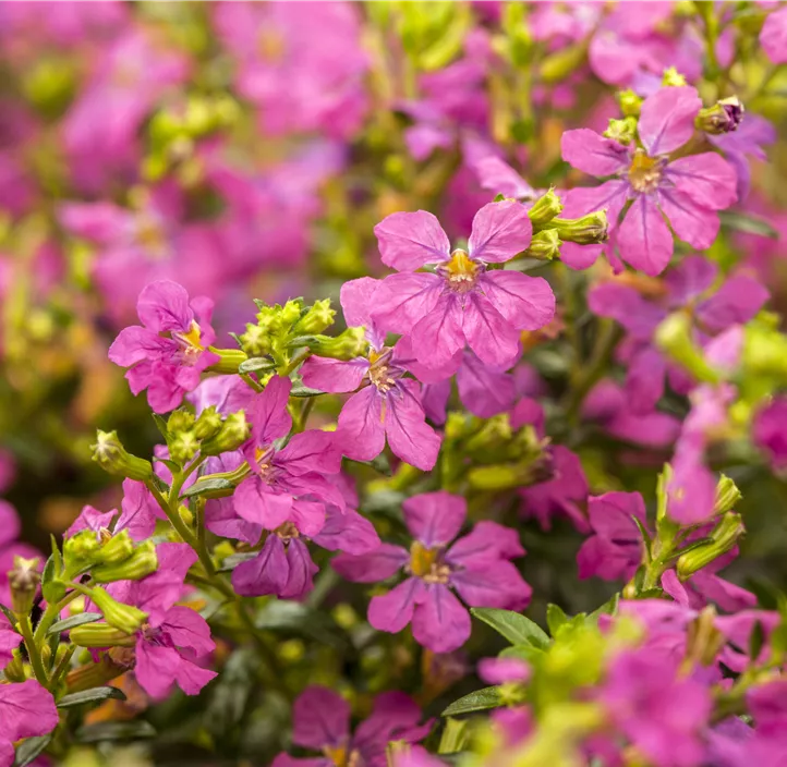 Köcherblume 'Floriglory® Trio'
