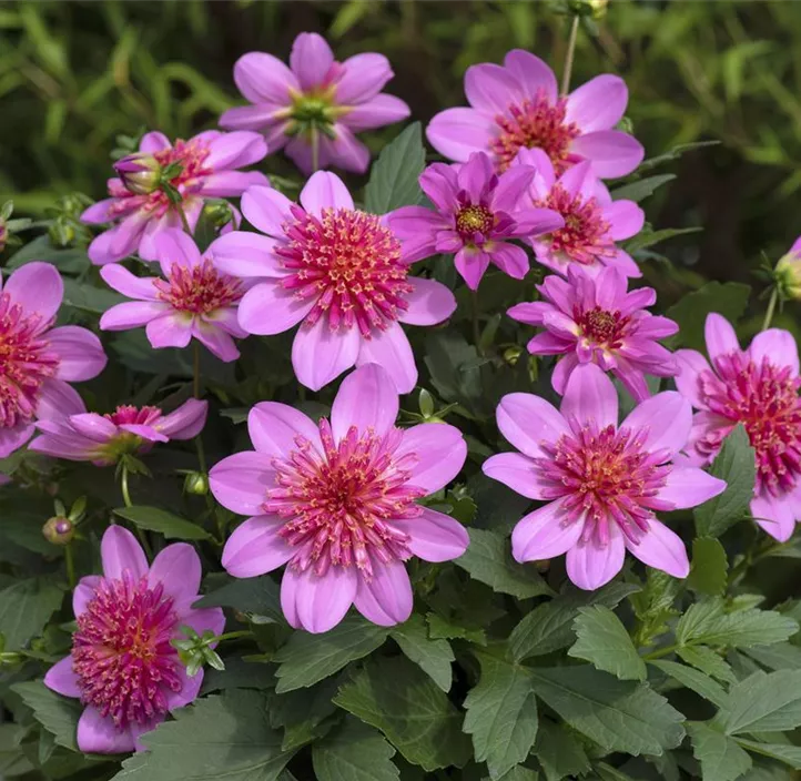 Dahlie DALAYA® Maxi 'Starburst Pink'