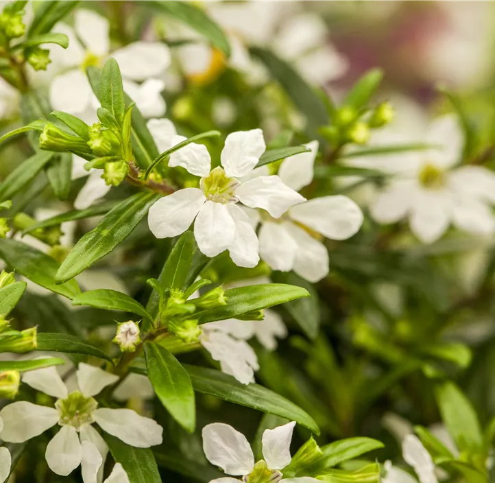 Köcherblume 'Floriglory® Trio'