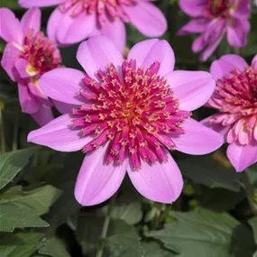 Dahlia Starburst Pink