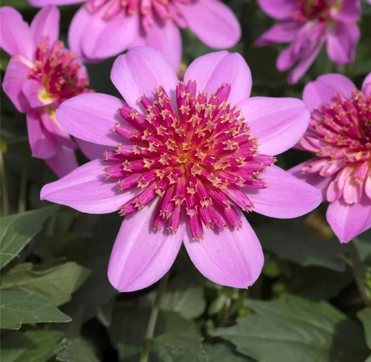 Dahlie DALAYA® Maxi 'Starburst Pink'